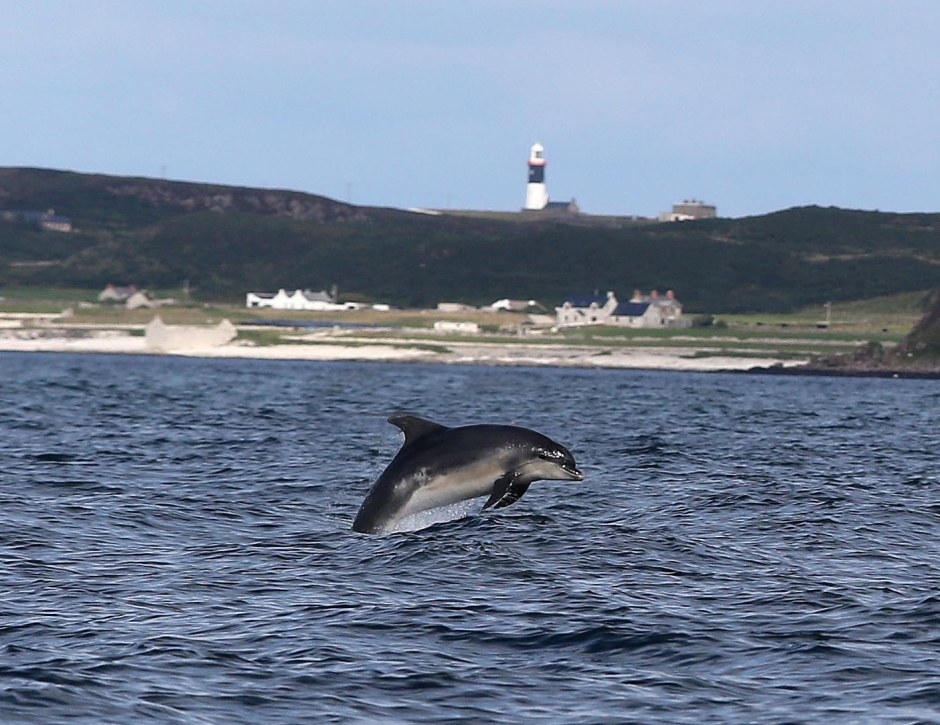 Dolphins put on a display in Church Bay, Rathlin Island