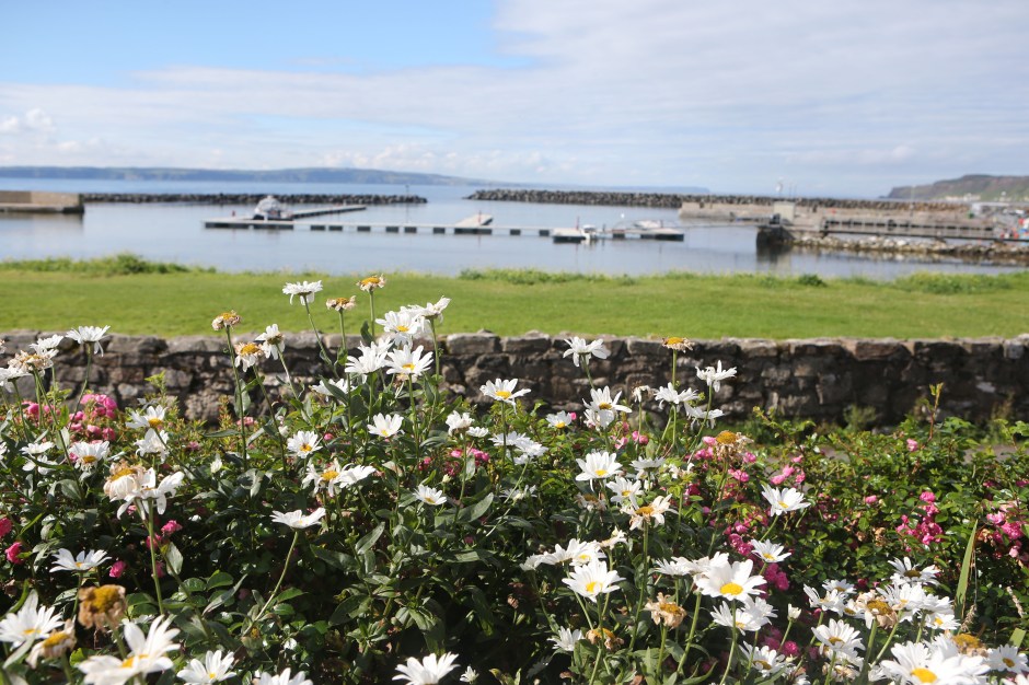RATHLIN FLOWERS 1.jpg